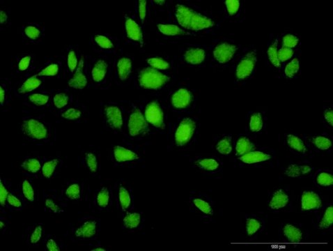 Anti-C12orf24 antibody produced in rabbit