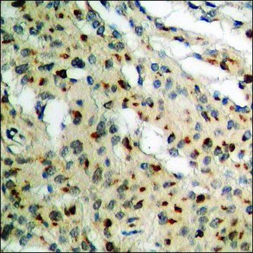 Anti-phospho-Lamin A/C (pSer³?²) antibody produced