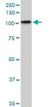 Monoclonal Anti-TAOK3, (C-terminal) antibody produced