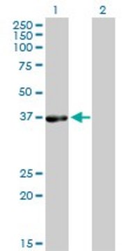 Monoclonal Anti-PHYH antibody produced in