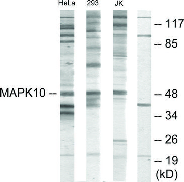 Anti-MAPK10 antibody produced in rabbit