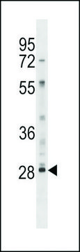ANTI-LY6G6F(N-TERMINAL) antibody produced in rabbit