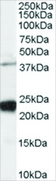 Anti-GIPC1/NIP antibody produced in goat