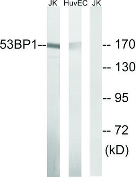 Anti-53BP1 antibody produced in rabbit