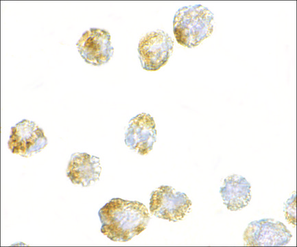 Anti-FGF4 antibody produced in rabbit