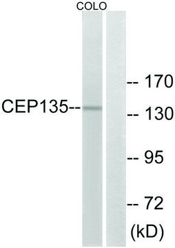 Anti-CEP135 antibody produced in rabbit