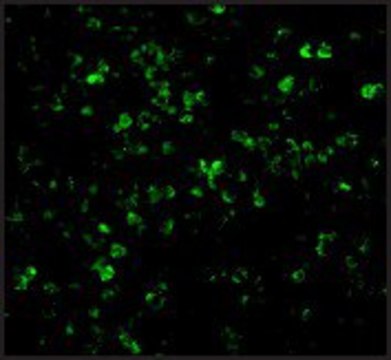 Anti-XAF-1 (ab2) antibody produced in