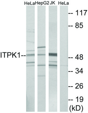 Anti-ITPK1 antibody produced in rabbit