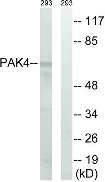 Anti-PAK4 antibody produced in rabbit