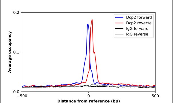 Anti-DCP2 antibody produced in rabbit