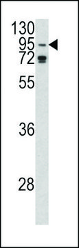 ANTI-AGO1(N-TERMINAL) antibody produced in rabbit