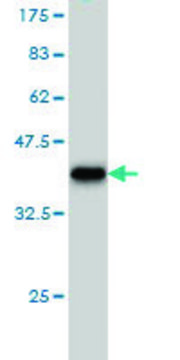 Monoclonal Anti-USP5 antibody produced in