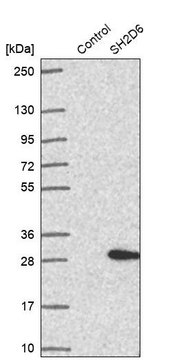 Anti-SH2D6 antibody produced in rabbit
