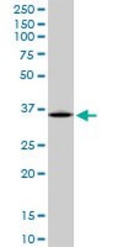Anti-ARG1 antibody produced in mouse