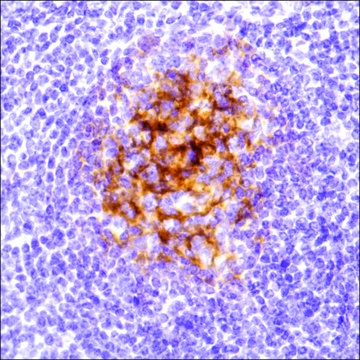 Anti-C4D antibody, Rabbit monoclonal