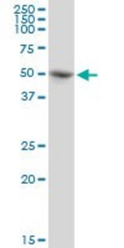 Anti-PABPC5 antibody produced in mouse