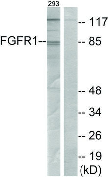 Anti-FGFR1 antibody produced in rabbit