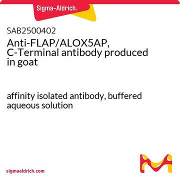 Anti-FLAP/ALOX5AP, C-Terminal antibody produced in