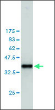 Monoclonal Anti-PTTG1 antibody produced in