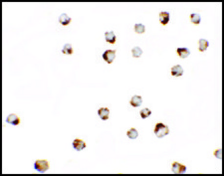 Anti-TGM7 antibody produced in rabbit