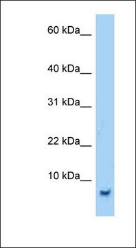 Anti-SMR3B antibody produced in rabbit
