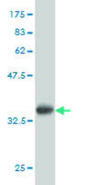 ANTI-TEK antibody produced in mouse