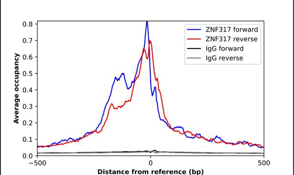 Anti-ZNF317 antibody produced in rabbit