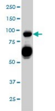 Monoclonal Anti-SEMA4D antibody produced in