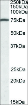 Anti-FERMT3 (C-terminal) antibody produced in