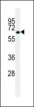 ANTI-SRC8(N-TERMINAL) antibody produced in rabbit