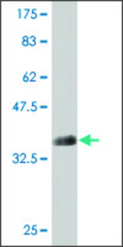Monoclonal Anti-ATP11B antibody produced in