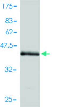 Monoclonal Anti-EDN2 antibody produced in