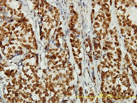 Monoclonal Anti-hCAP-D3 antibody produced in
