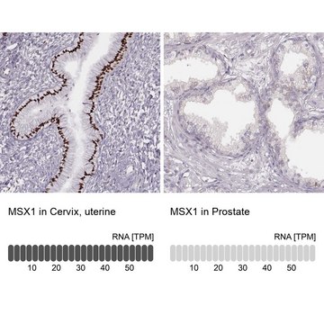 Anti-MSX1 antibody produced in rabbit