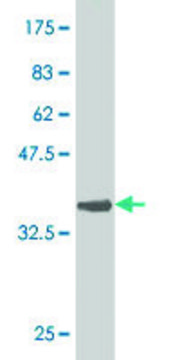Monoclonal Anti-GNL3 antibody produced in