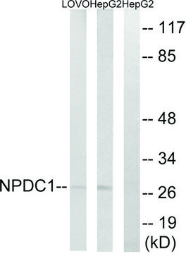 Anti-NPDC1 antibody produced in rabbit