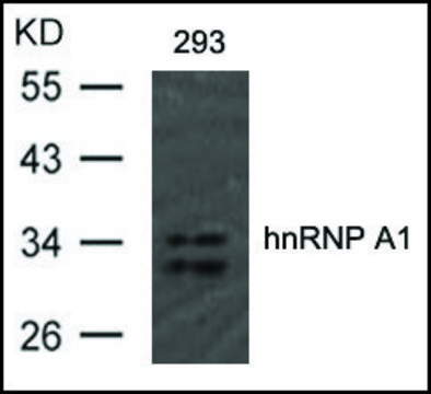 Anti-hnRNP A1 (Ab-192) antibody produced
