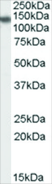 Anti-PHLPP2 antibody produced in goat