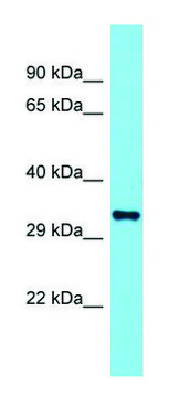 Anti-Olfr110 (C-terminal) antibody produced in