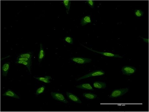 Monoclonal Anti-EIF4EBP3 antibody produced in