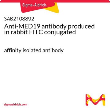 Anti-MED19 antibody produced in rabbit