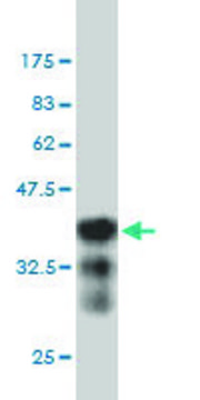 Monoclonal Anti-BRRN1 antibody produced in