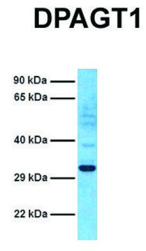 Anti-DPAGT1 (C-terminal) antibody produced in
