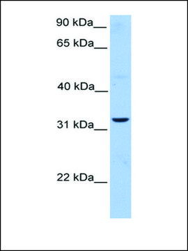 Anti-ATG5 antibody produced in rabbit