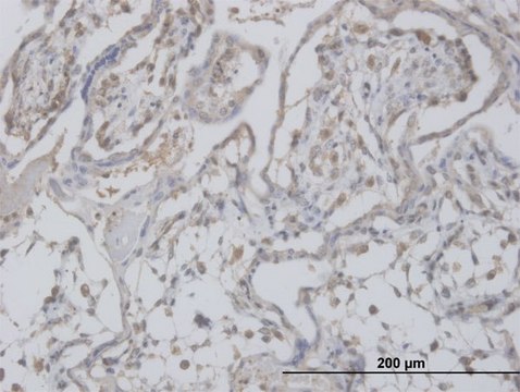 Monoclonal Anti-CLIC1 antibody produced in
