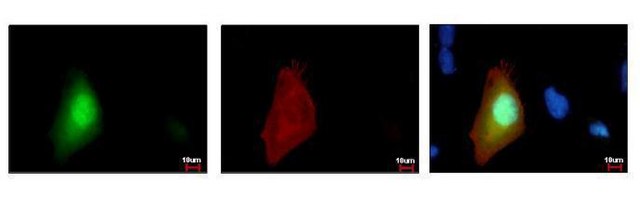 Monoclonal Anti-GFP antibody produced in