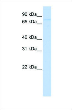 Anti-RNF43 antibody produced in rabbit