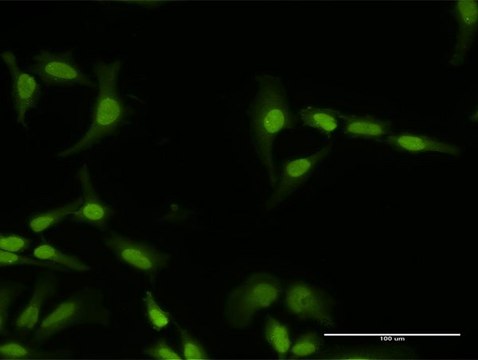 Anti-PI4K2A antibody produced in rabbit