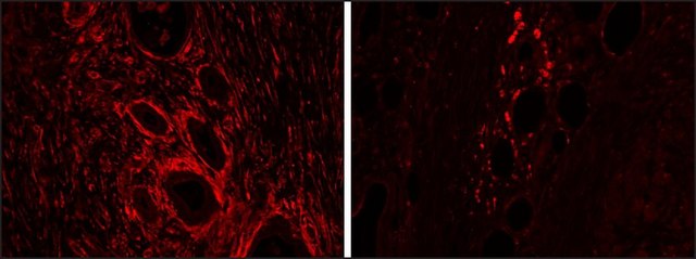Anti-HMOX2 antibody produced in goat