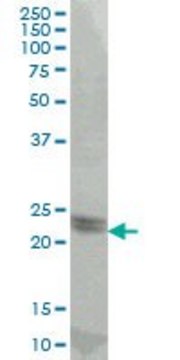 ANTI-ATF3 antibody produced in mouse
